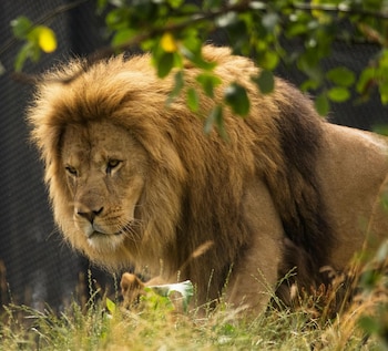 dyreparken safarihotell