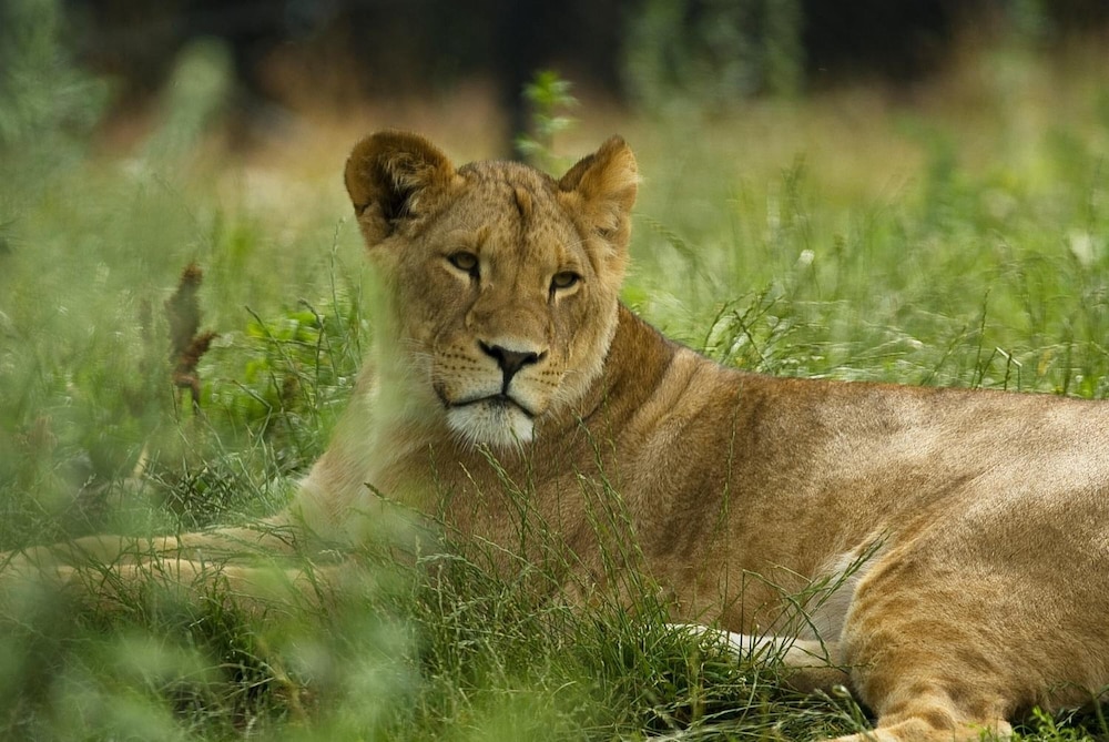 dyreparken safarihotell