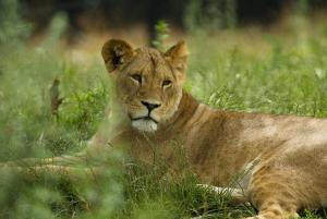 dyreparken safarihotell