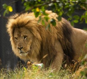 dyreparken safarihotell