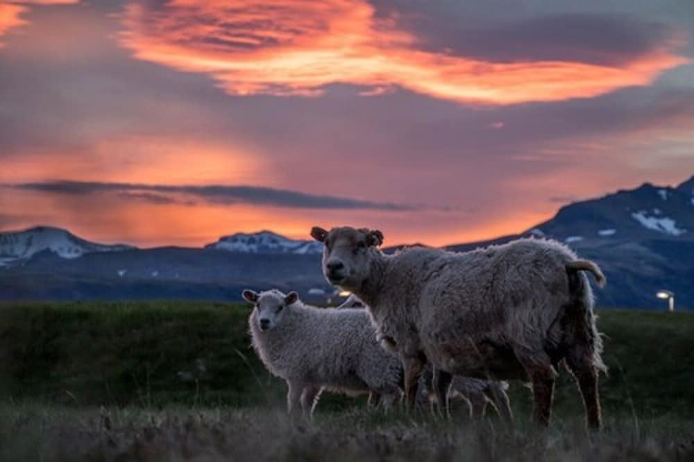 skaftafell