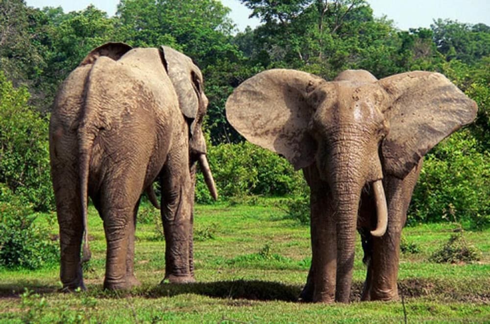 marrets international hotel