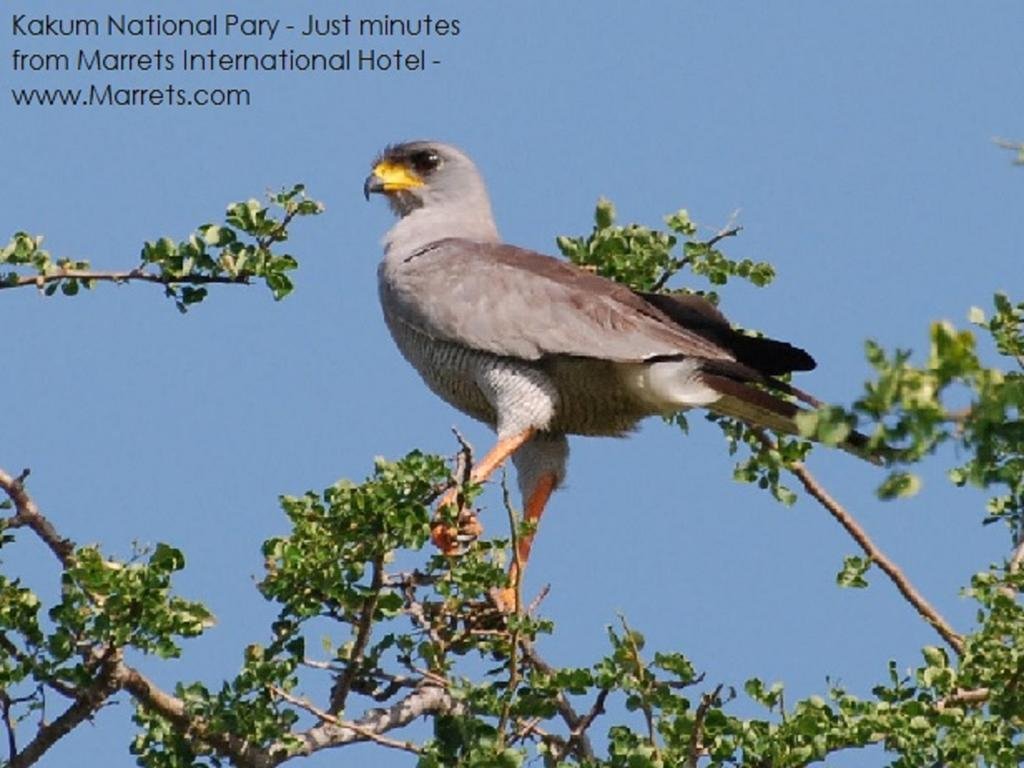 marrets international hotel