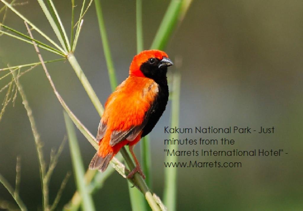 marrets international hotel