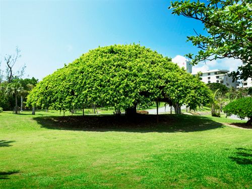 miyakojima tokyu hotel and resorts