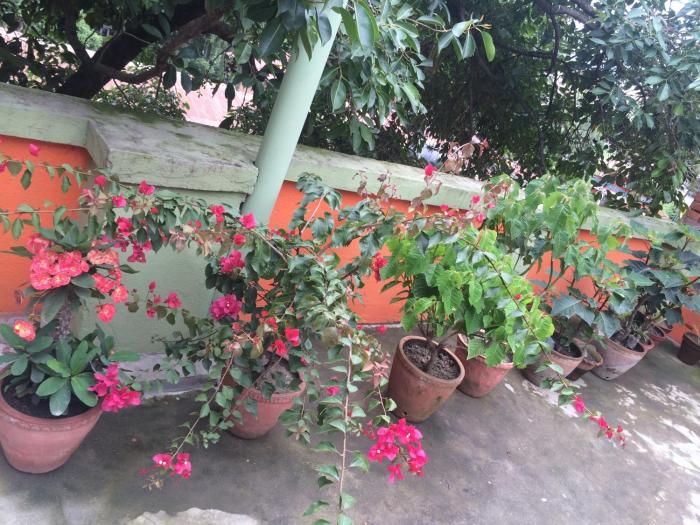 hotel backpackers inn