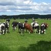 Wapno Gardshotell,Halmstad Municipality>>Halmstad,3 star