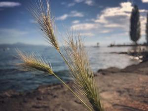 rivage hotel restaurant lutry