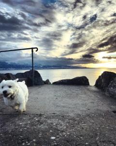 rivage hotel restaurant lutry