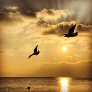 rivage hotel restaurant lutry