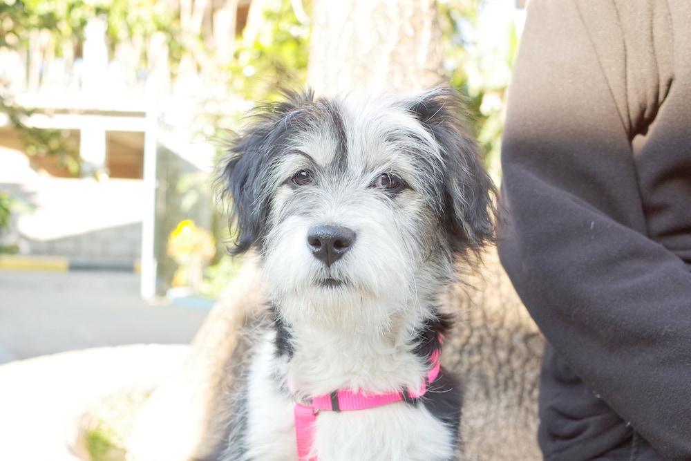 new annapurna guest house