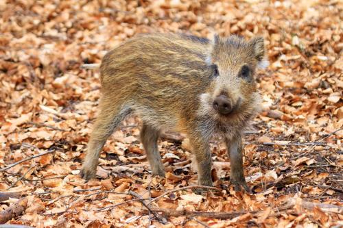 human and horse hotel