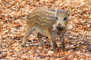 human and horse hotel