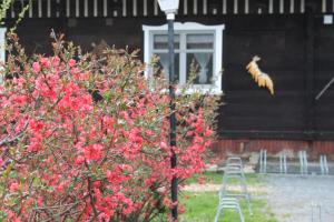 pension and gasthaus spreewaldhof leipe