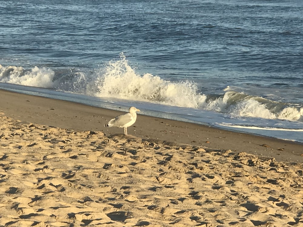 ocean surf resort