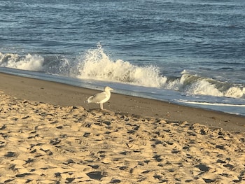 ocean surf resort