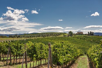 cinigiano