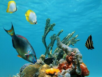bequia island