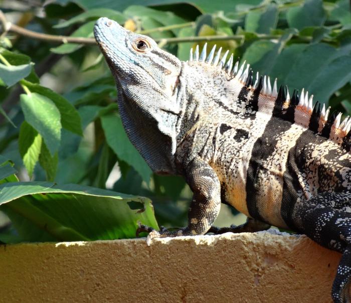 jaco lodge quiet hotel