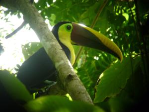 jaco lodge quiet hotel