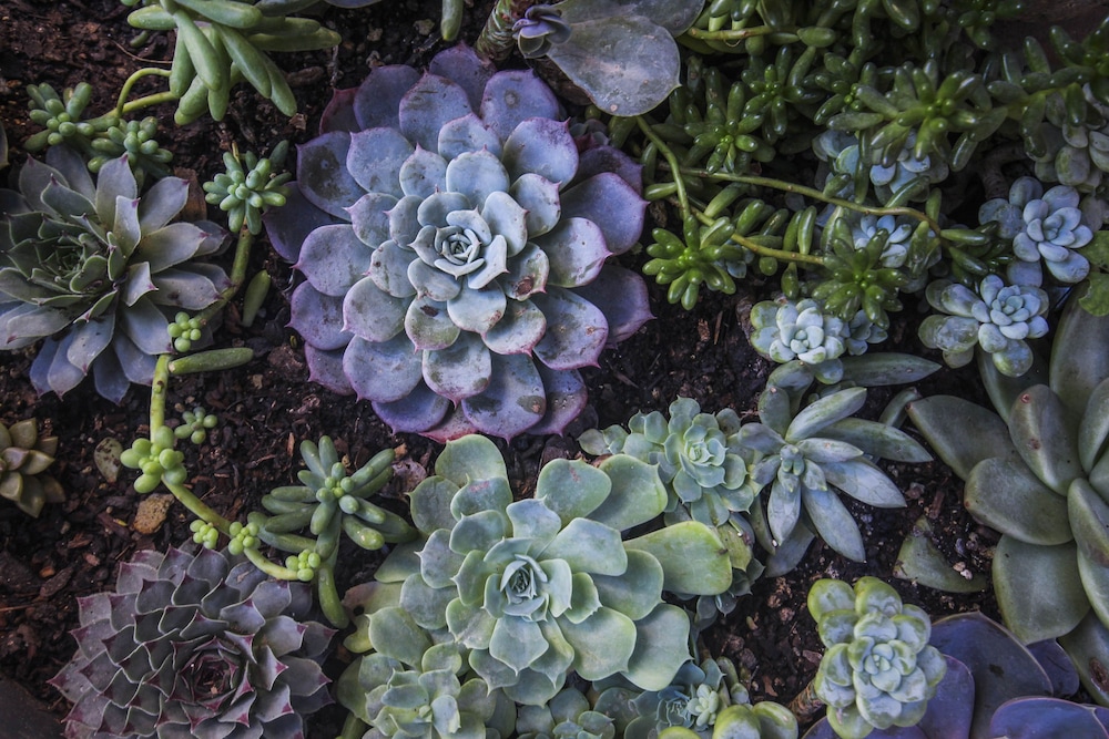 mansion san miguel adult boutique hotel