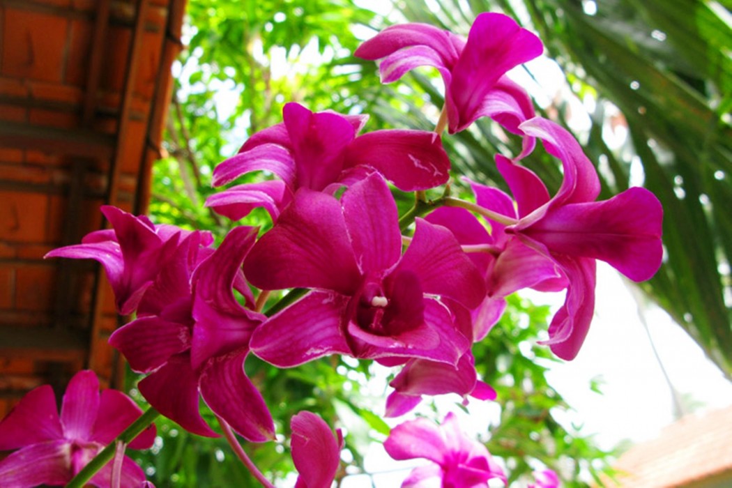 hiep hoa resort