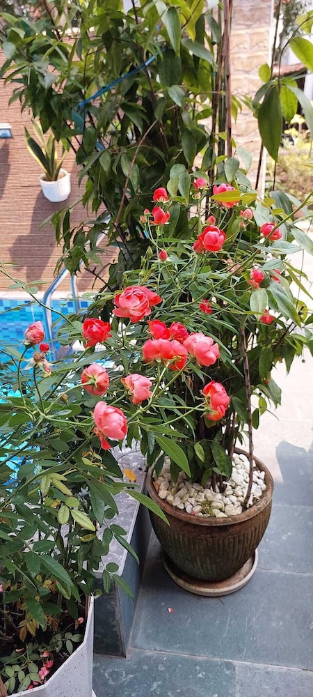 hoi an riverlife homestay