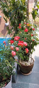 hoi an riverlife homestay