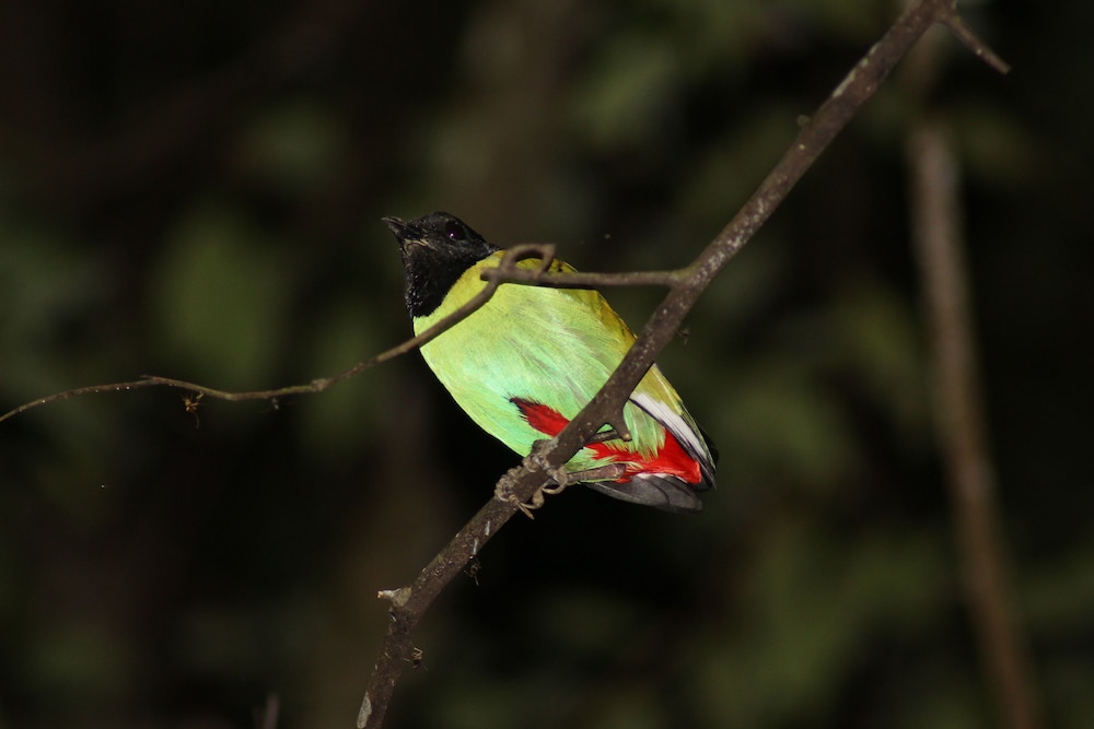borneo natural sukau bilit resort