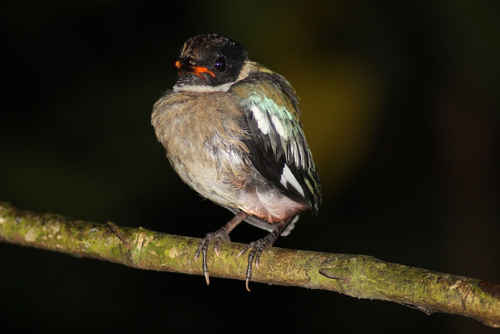 borneo natural sukau bilit resort