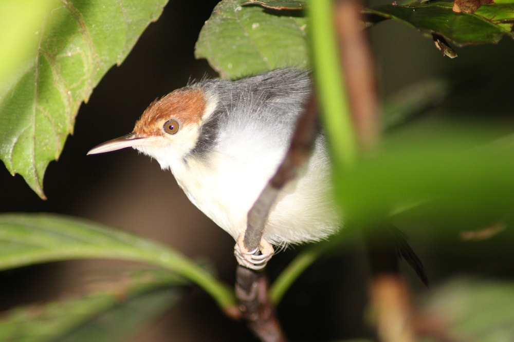 borneo natural sukau bilit resort