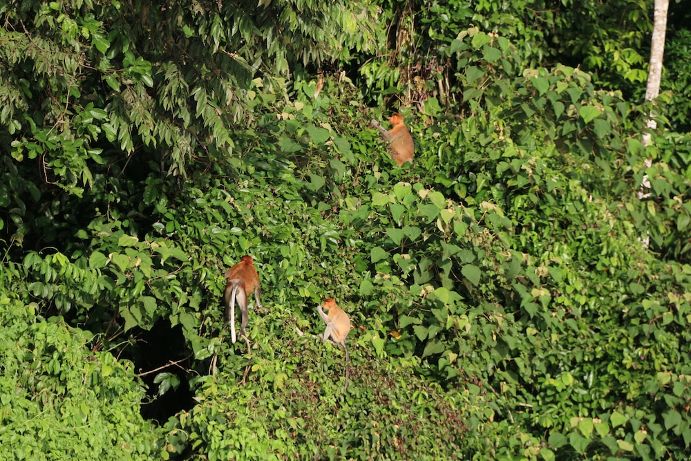 borneo natural sukau bilit resort