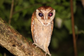 borneo natural sukau bilit resort