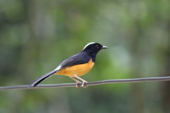 borneo natural sukau bilit resort