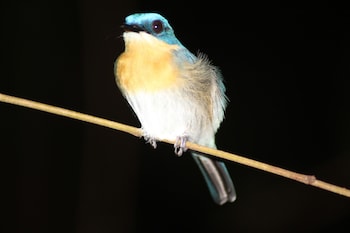 borneo natural sukau bilit resort