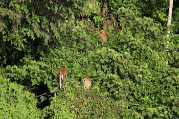 borneo natural sukau bilit resort