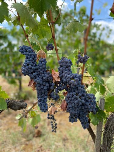 villa medicea di lilliano