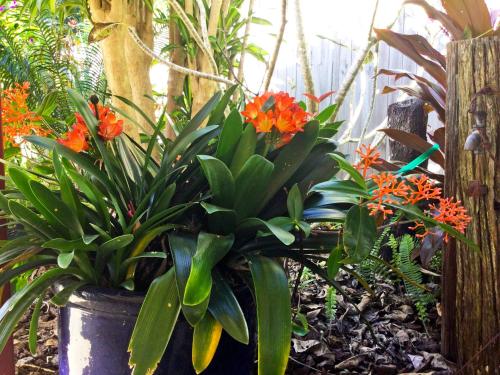 alstonville settlers motel