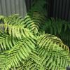 Scenicland Motels,Greymouth>>Grey,3 star