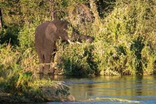 Pamusha Lodge,Hwange National Park>>Hwange,4 star