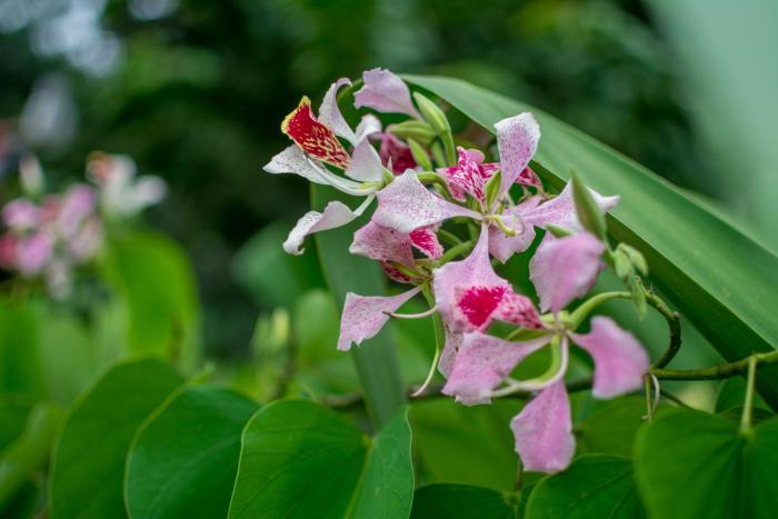 pacific paradise resort