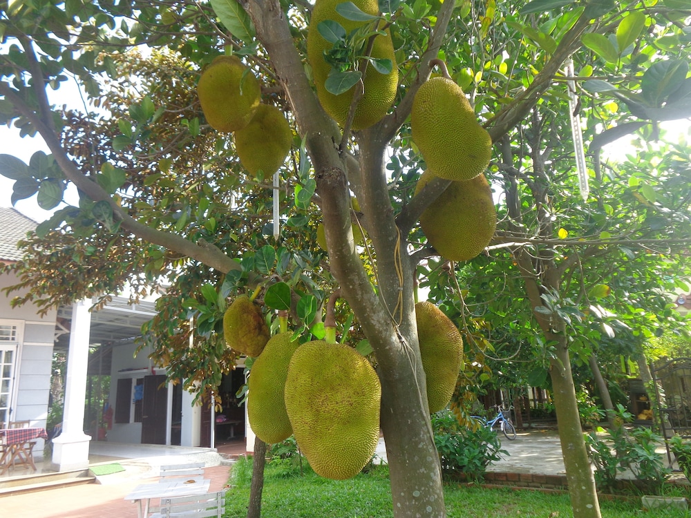 gingergrass homestay