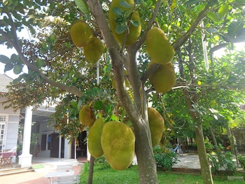 gingergrass homestay