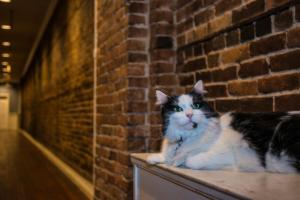 cambie hostel gastown