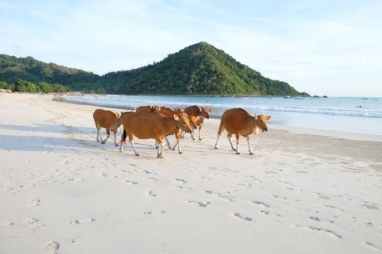 kuta