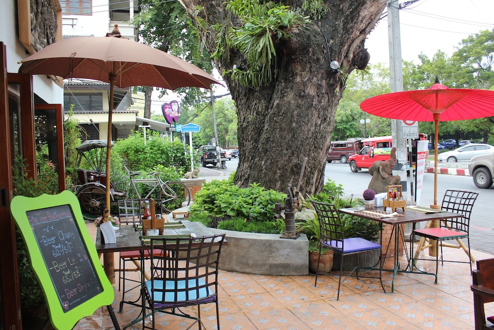 big tree old town hotel