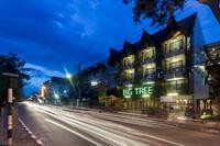 big tree old town hotel