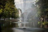 big tree old town hotel