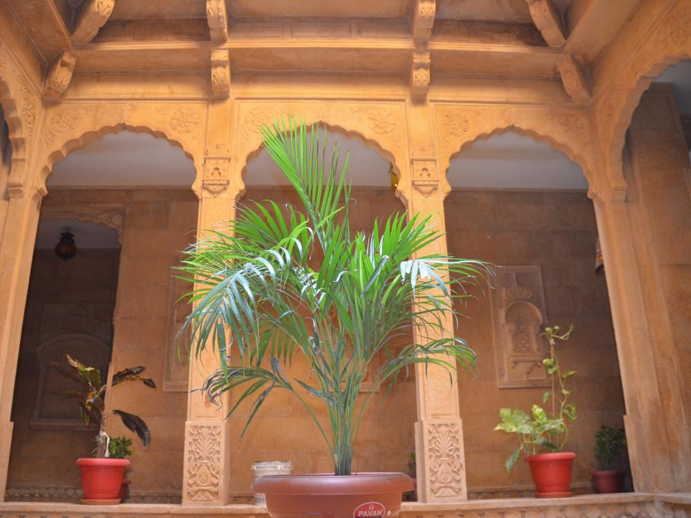 the golden house