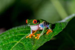 Ara Ambigua Lodge,La Virgen>>Heredia,3 star